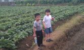 Filename=jinshanfarm01.jpg
Filesize=264KB
Dimensions=1000x599
Date added=Jul 26, 2013 jinshanfarm01.jpg