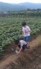 Filename=jinshanfarm03.jpg
Filesize=256KB
Dimensions=650x1086
Date added=Jul 28, 2013 jinshanfarm03.jpg