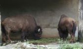 zoo11~0.jpg