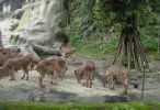 zoo15~0.jpg