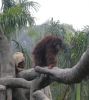 Filename=zoo17.jpg
Filesize=166KB
Dimensions=500x557
Date added=Dec 29, 2008 zoo17.jpg